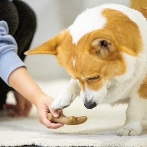 画像3: パーフェクトアントラー　Mサイズ