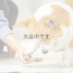 画像3: パーフェクトアントラー　Mサイズ