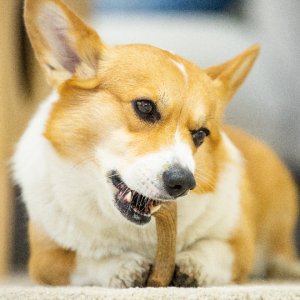 画像4: パーフェクトアントラー　Mサイズ