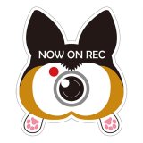 コーギーのお尻 マグネットステッカー ドライブレコーダー録画中（トライカラー）