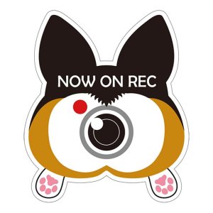 画像1: コーギーのお尻 マグネットステッカー ドライブレコーダー録画中（トライカラー）