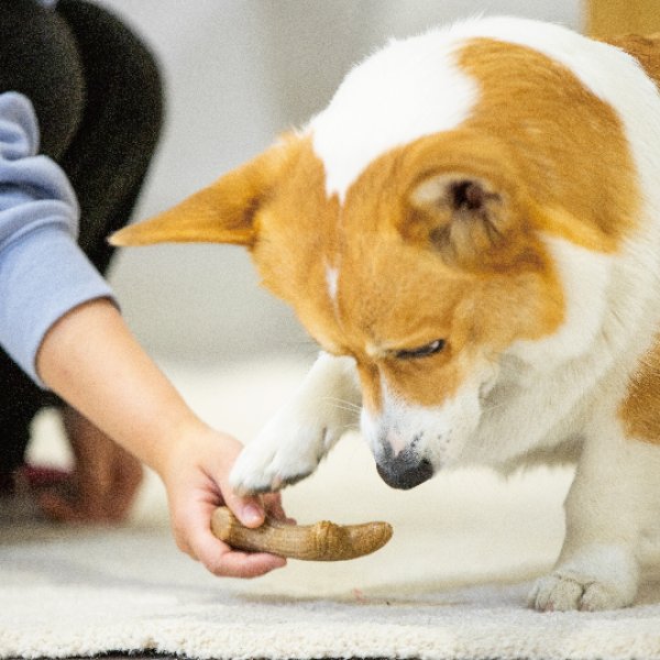 画像3: パーフェクトアントラー　Mサイズ (3)