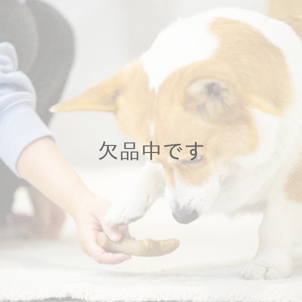 画像3: パーフェクトアントラー　Mサイズ (3)