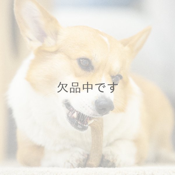 画像4: パーフェクトアントラー　Mサイズ (4)